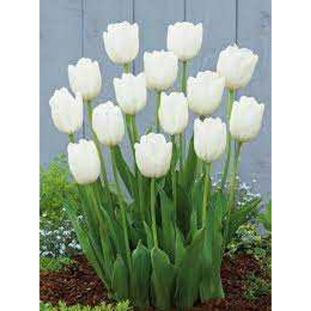 Tulipa Hakuun Tulipan 'Hakuun' 5SZT