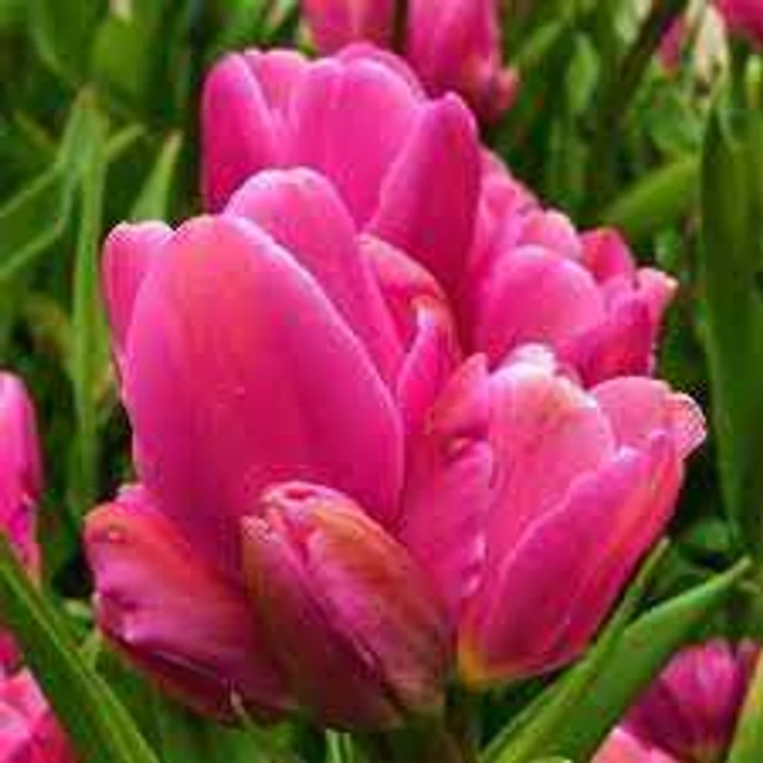 Tulipa Happy Family Tulipan 'Happy Family'5SZT