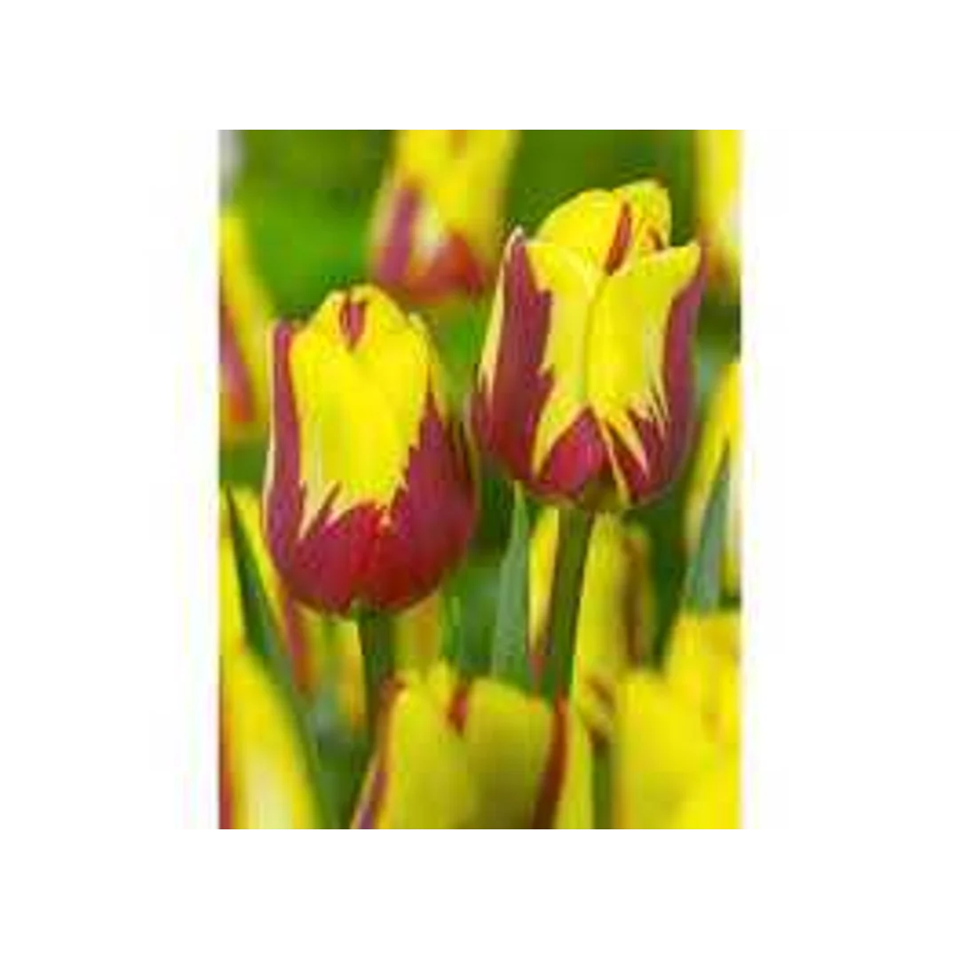 Tulipa Helmar Tulipan 'Helmar' 5SZT