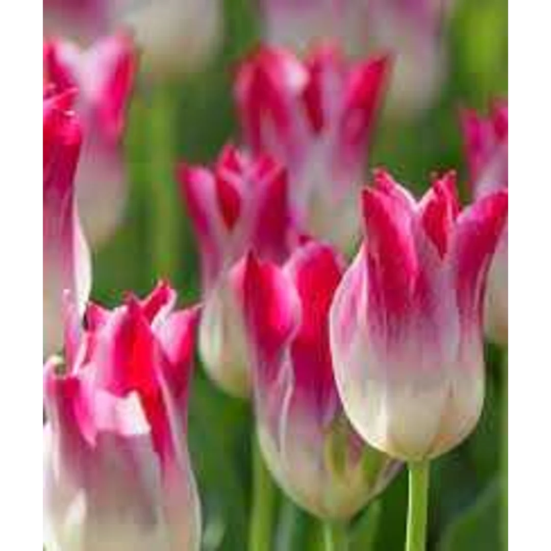 Tulipa Holland Chic Tulipan 'Holland Chic' 5SZT