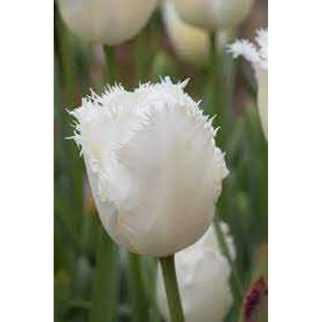 Tulipa Honey Moon Tulipan 'Honey Moon' 5SZT