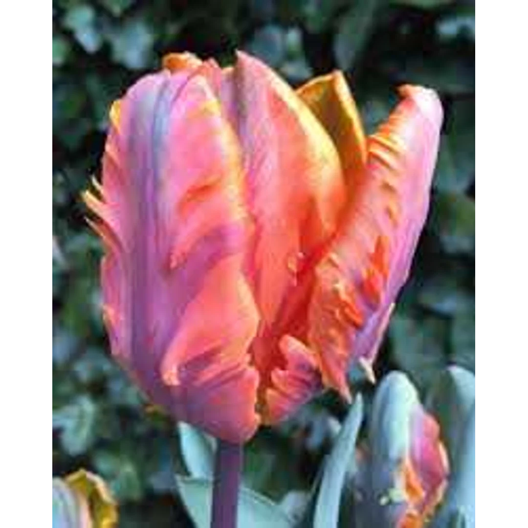 Tulipa Irene Parrot Tulipan 'Irene Parrot 5SZT
