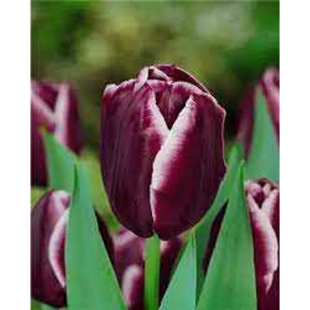 Tulipa Jackpot Tulipan 'Jackpot' 5SZT