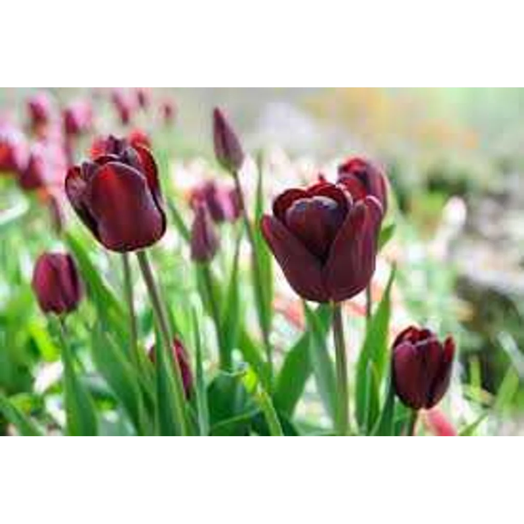 Tulipa Jan Reus Tulipan 'Jan Reus' 5SZT