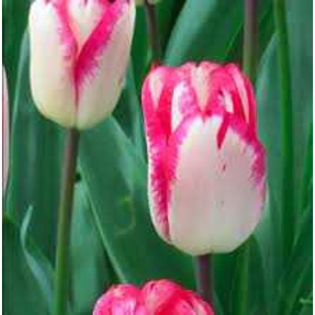 Tulipa Just Kissed Tulipan 'Just Kissed'5SZT
