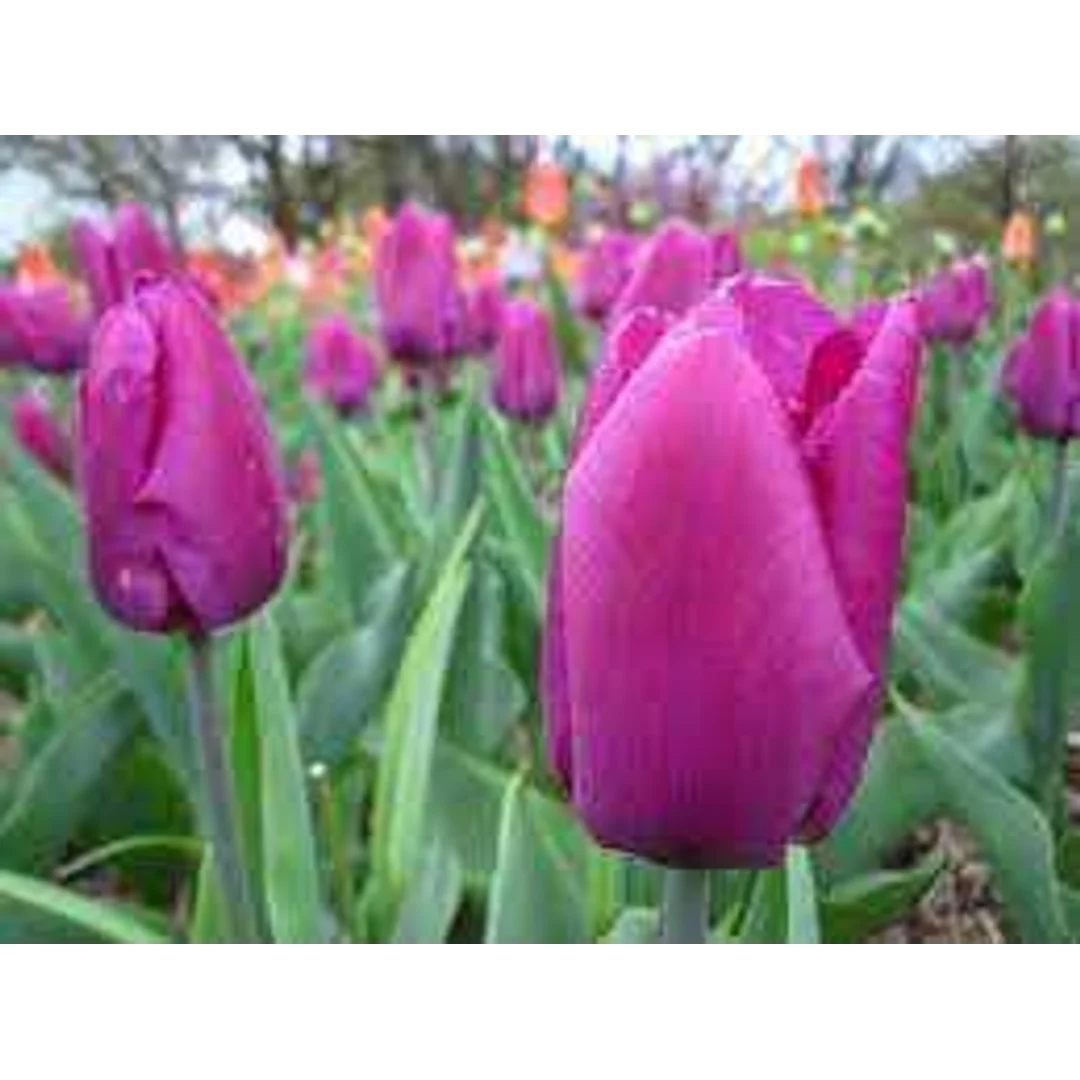 Tulipa Lilac Cup Tulipan 'Lilac Cup' 5SZT