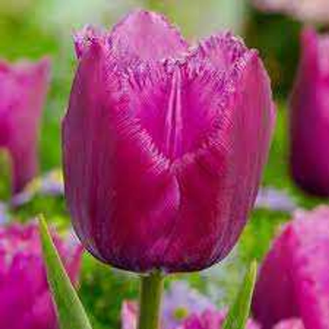 Tulipa Louvre Tulipan 'Louvre' 5SZT