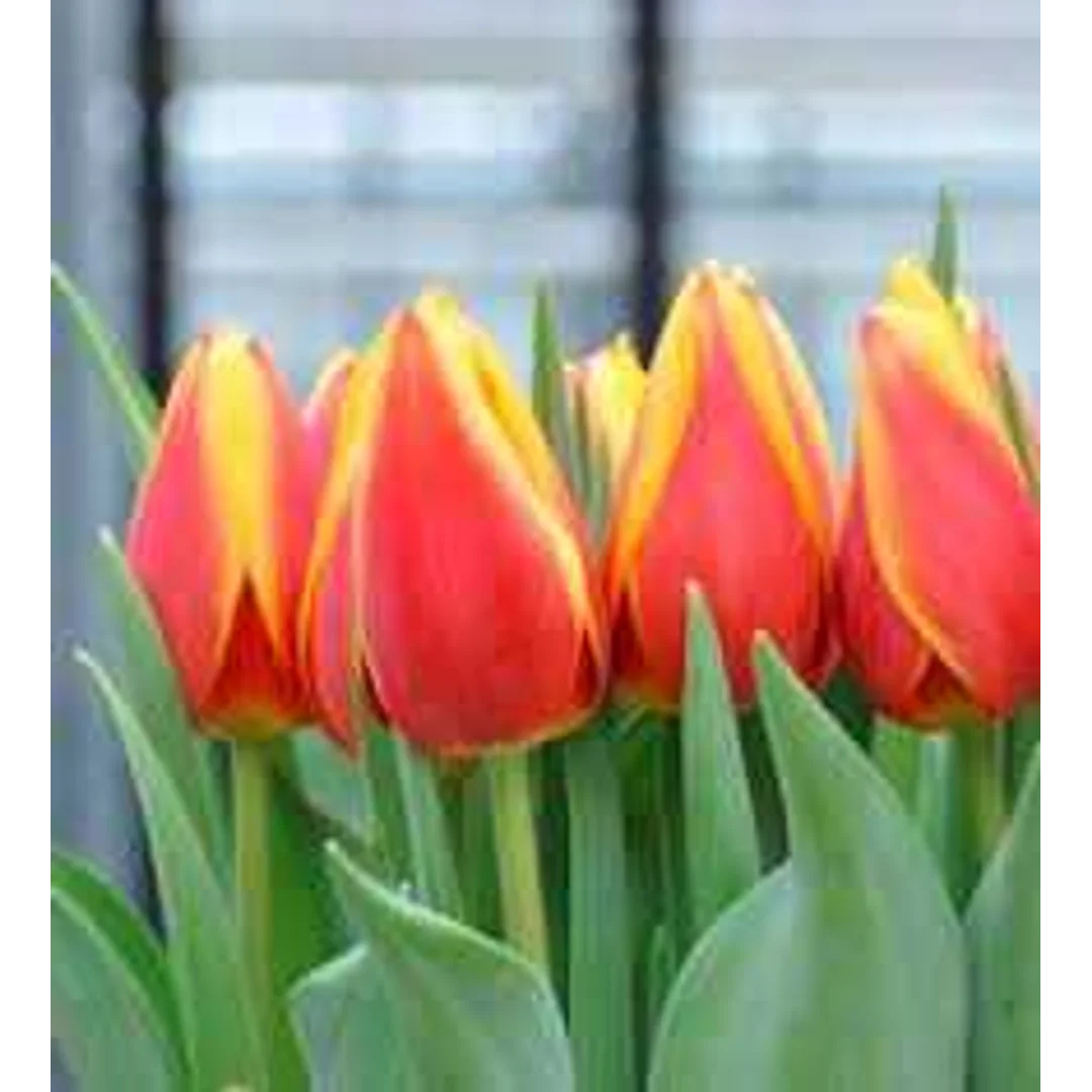 Tulipa Luba Tulipan 'Luba'5SZT