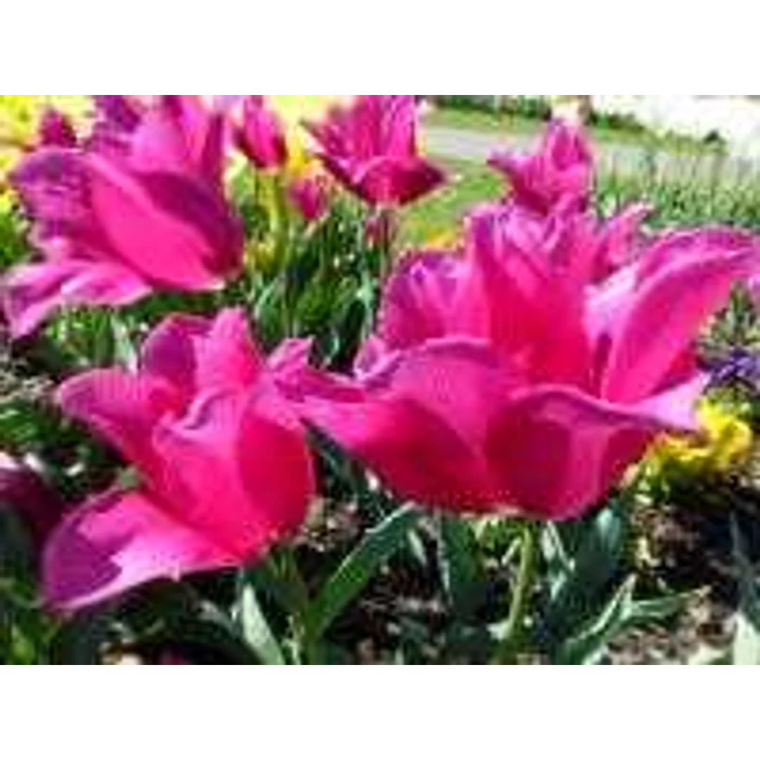 Tulipa Mariette Tulipan 'Mariette' 5SZT