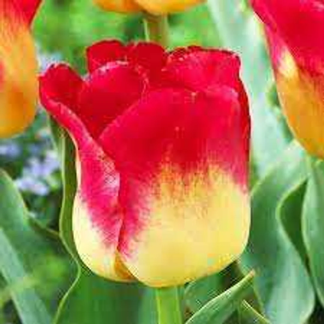 Tulipa Match Tulipan 'Match'5SZT