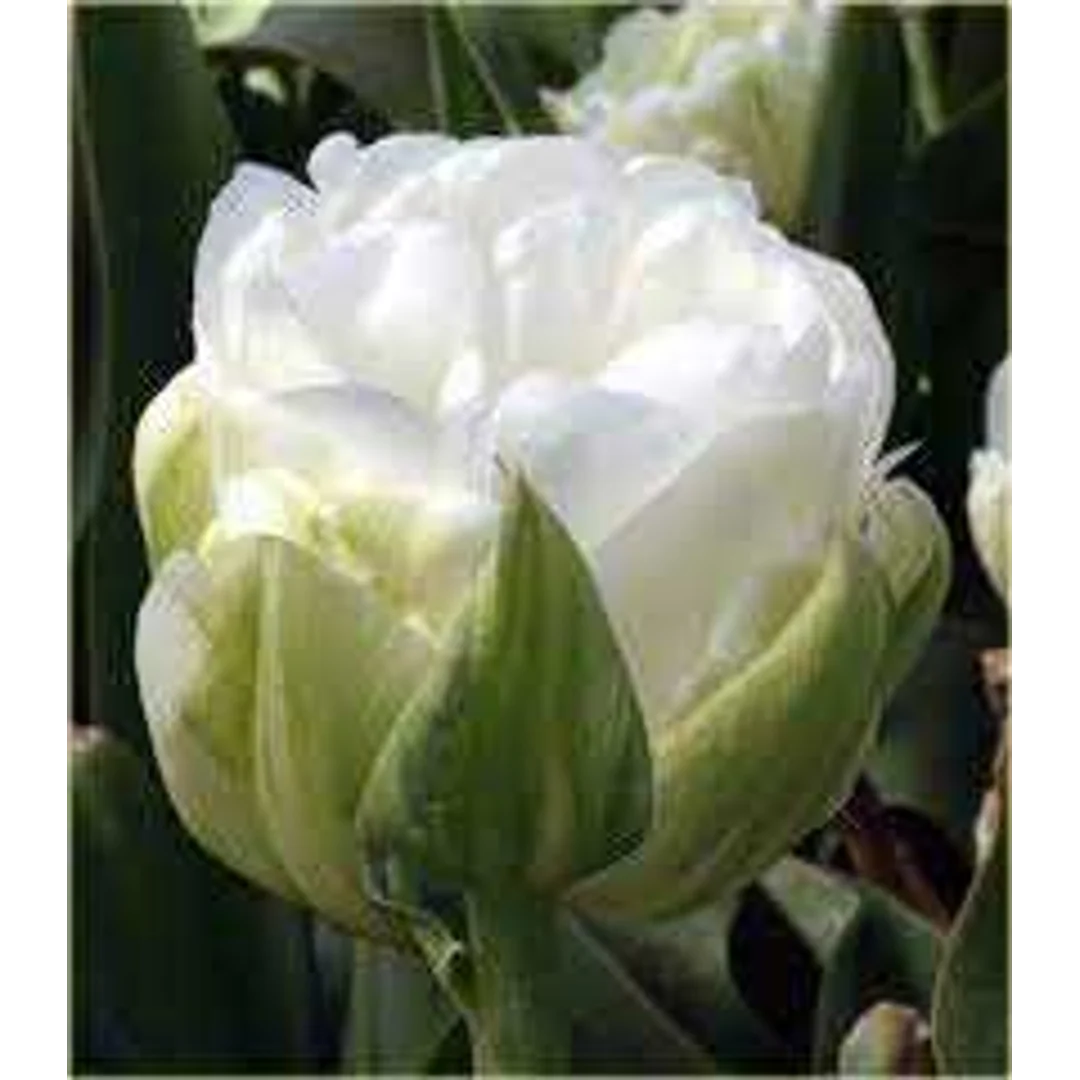 Tulipa Maureen Double Tulipan 'Maureen Double' 5SZT