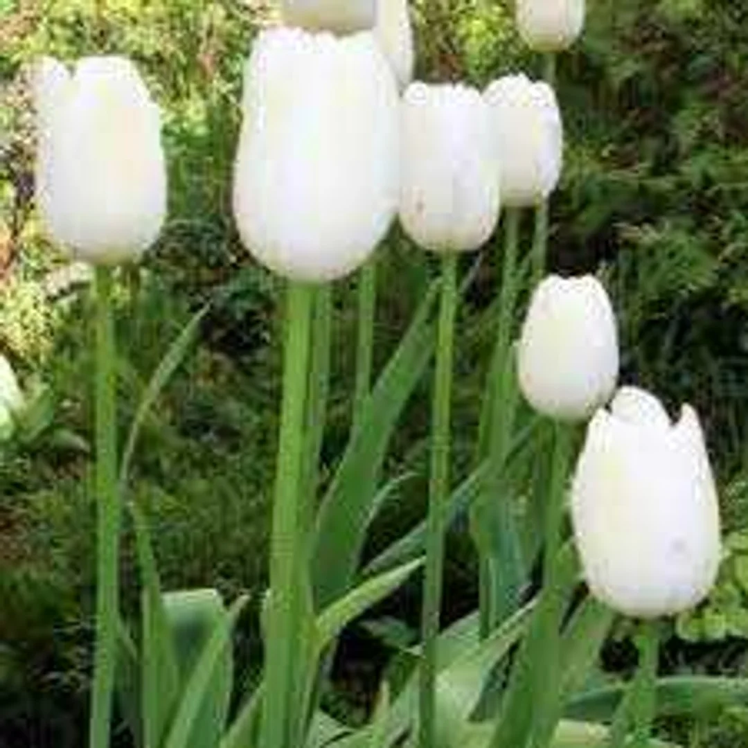 Tulipa Maureen Tulipan 'Maureen'5SZT