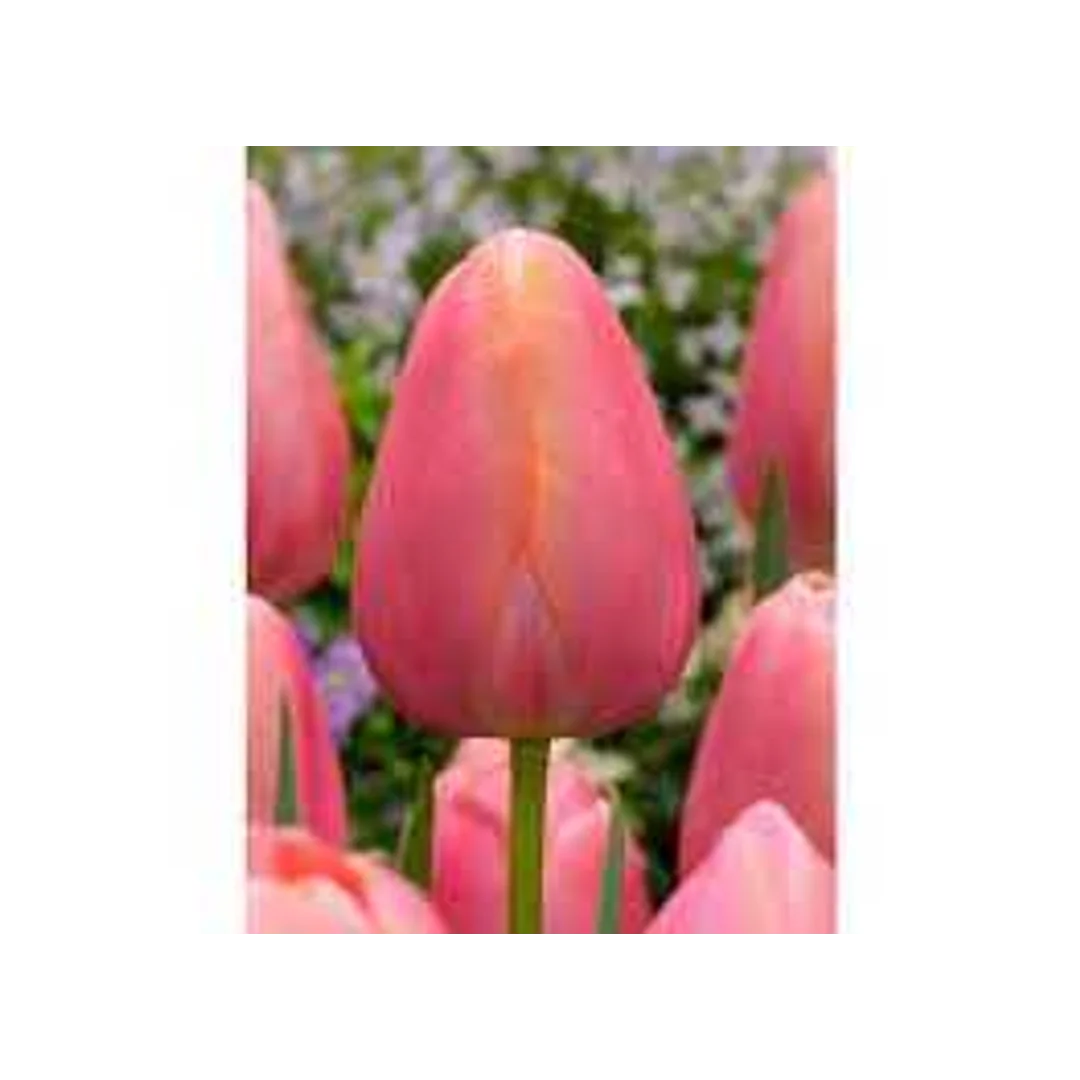 Tulipa Menton Tulipan 'Menton' 5SZT