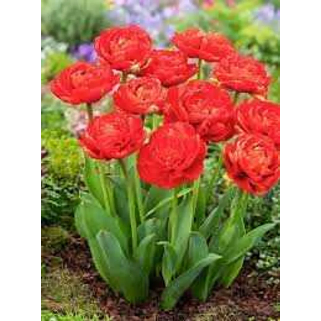 Tulipa Miranda Tulipan 'Miranda' 5SZT