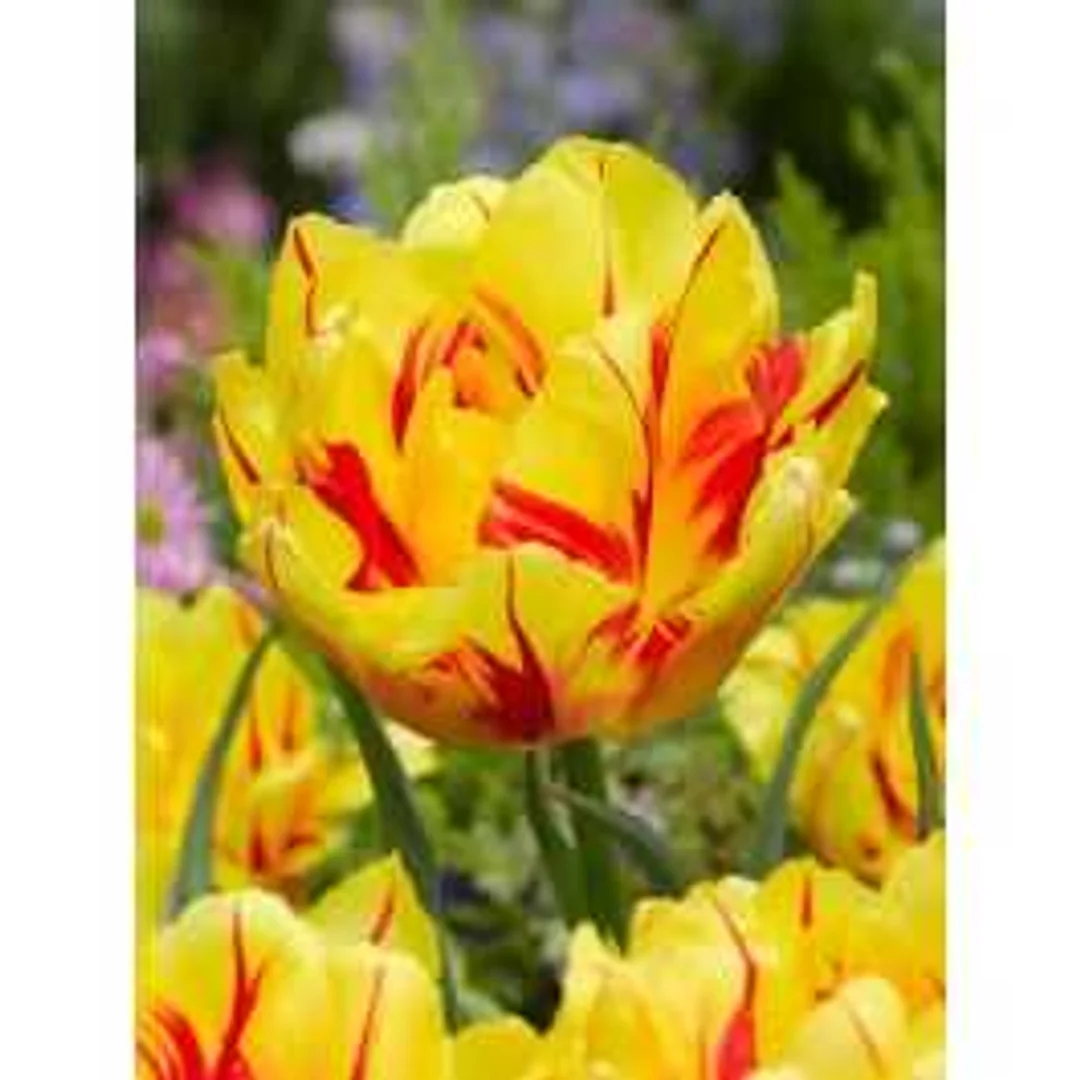 Tulipa Monsella Tulipan 'Monsella' 5SZT