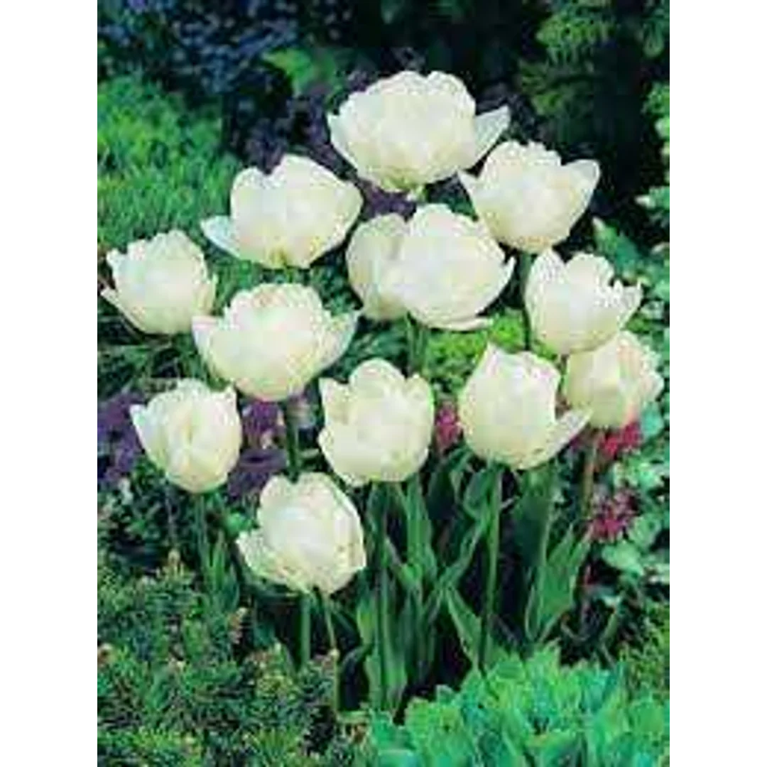 Tulipa Mount Tacoma Tulipan 'Mount Tacoma' 5SZT