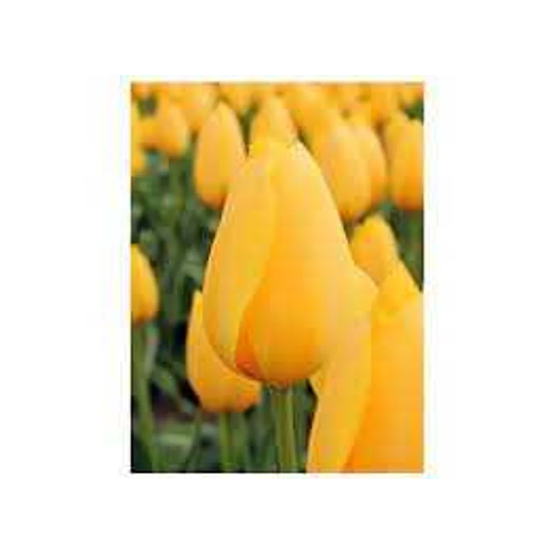 Tulipa Muscadet Tulipan 'Muscadet'5SZT