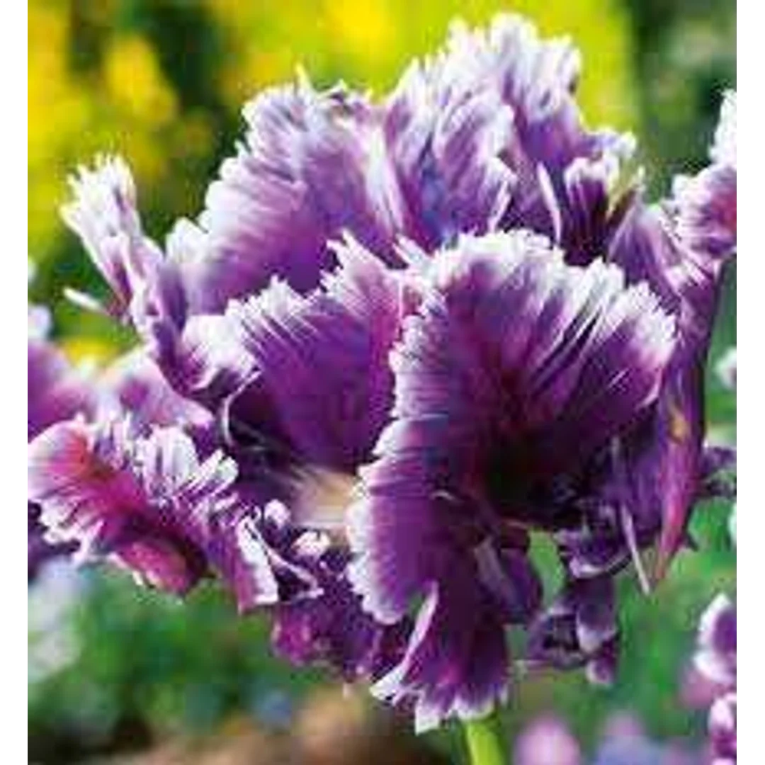 Tulipa Mysterious Parrot Tulipan 'Mysterious Parrot' 5SZT