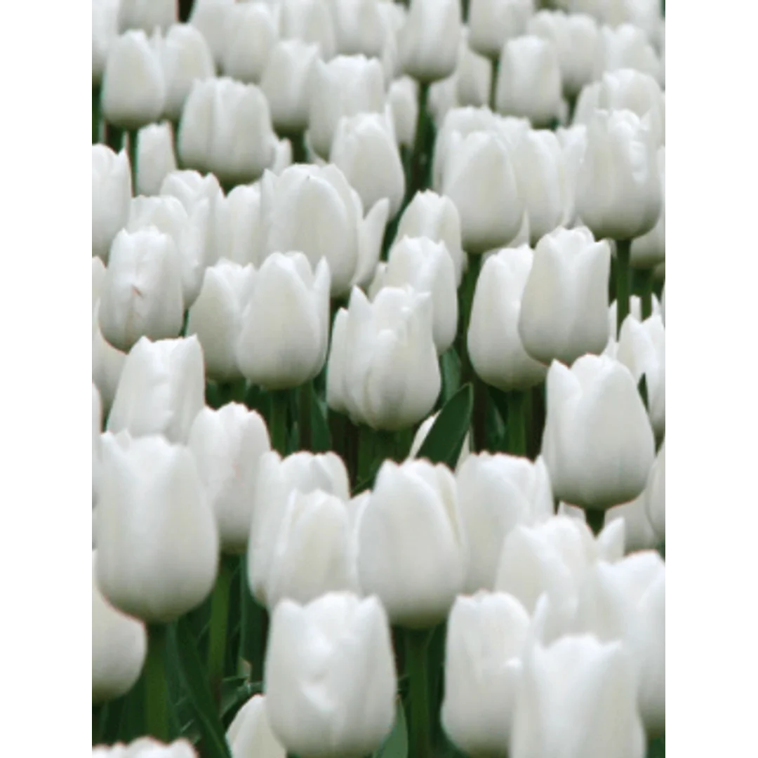 Tulipa New York Tulipan 'New York' 5SZT