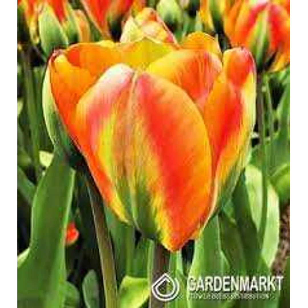 Tulipa Orange Marmelade Tulipan 'Orange Marmelade' 5SZT