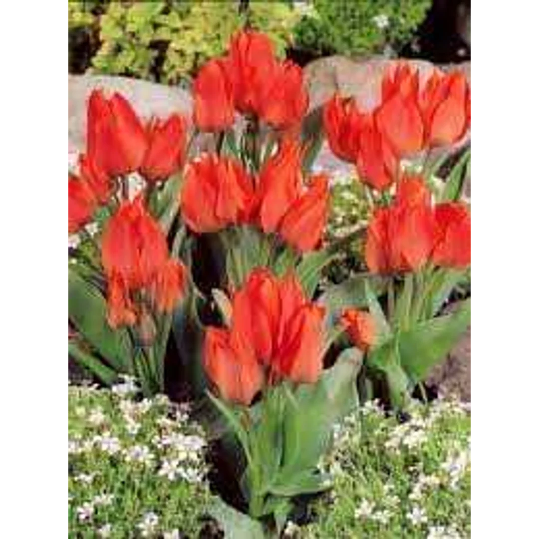 Tulipa Orange Toronto Tulipan 'Orange Toronto' 5SZT