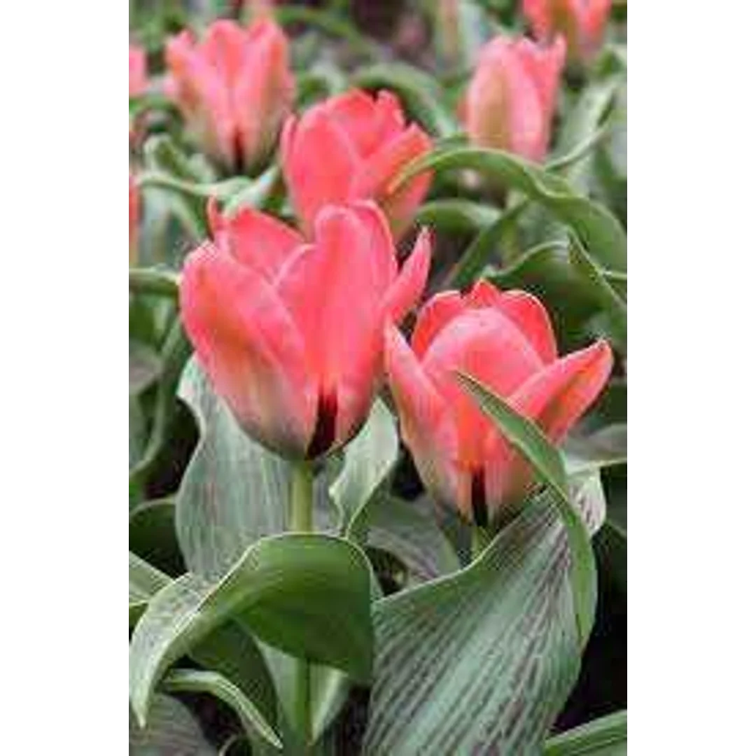 Tulipa Oratorio Tulipan 'Oratorio' 5SZT