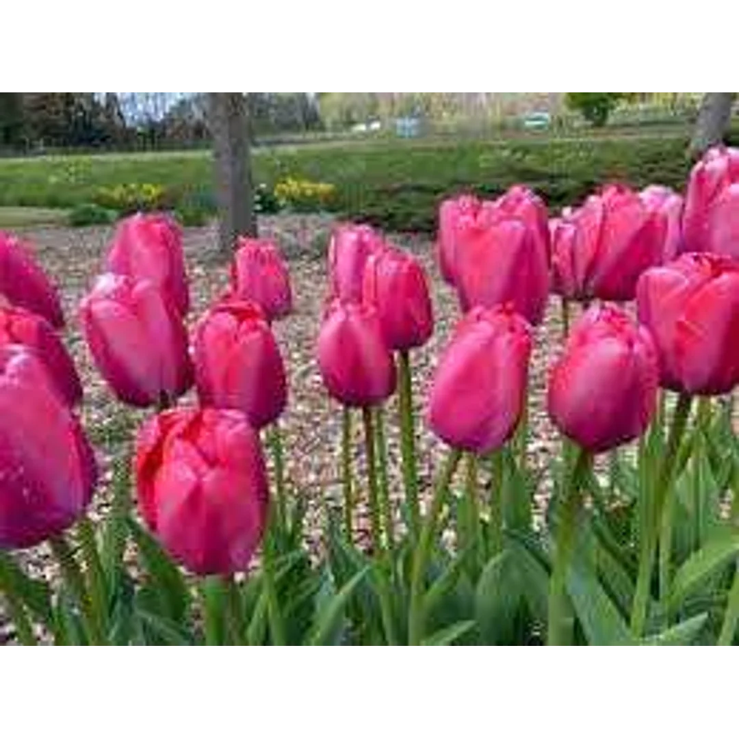 Tulipa Pink Pride Tulipan 'Pink Pride' 5SZT