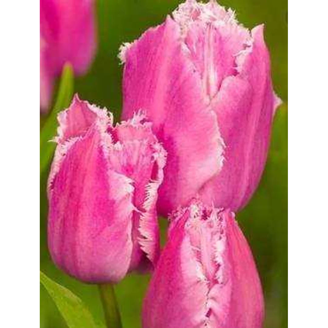 Tulipa Pink Survival Tulipan 'Pink Survival' 5SZT