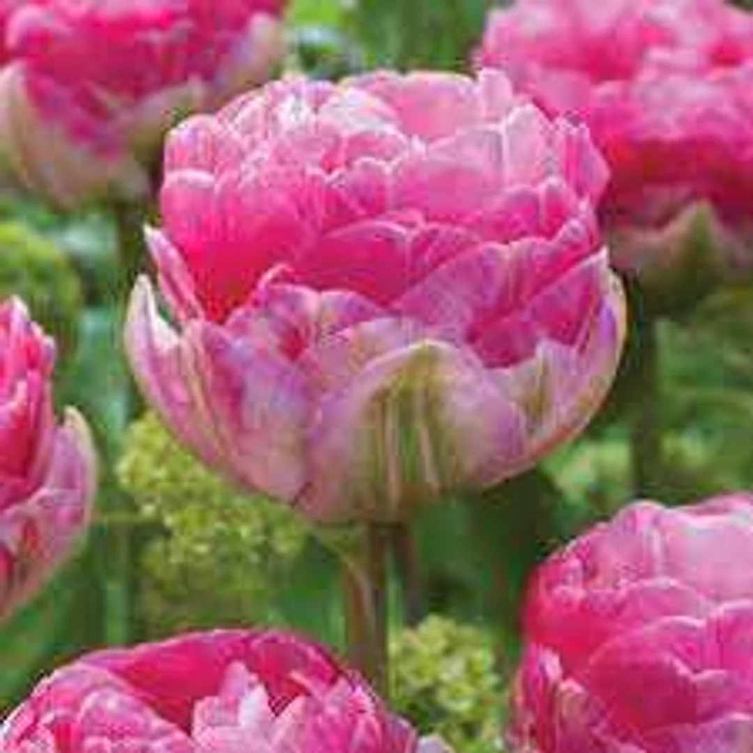 Tulipa Pinksize Tulipan 'Pinksize' 5SZT