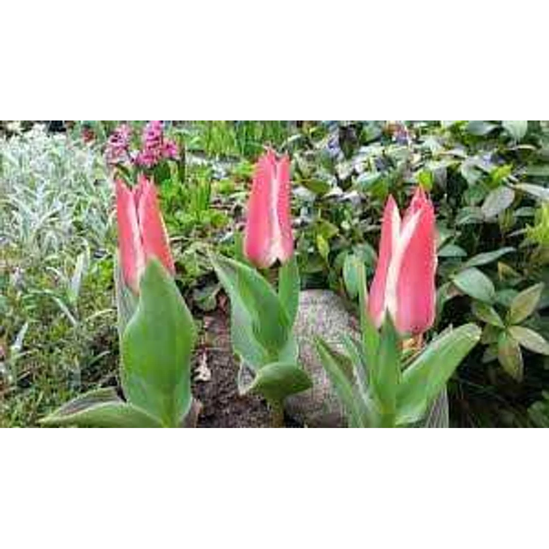 Tulipa Pinocchio Tulipan 'Pinocchio' 5SZT