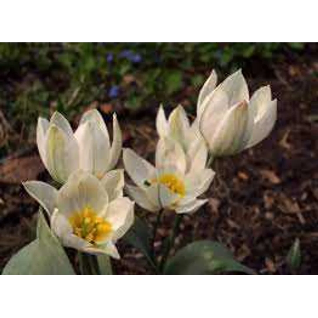 Tulipa Polychroma Tulipan 'Polychroma'' 5SZT