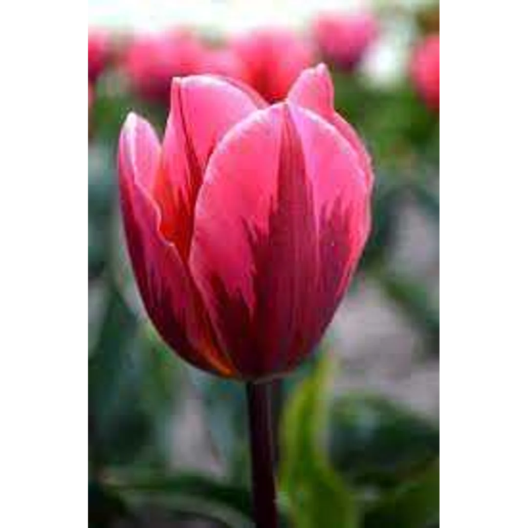 Tulipa Pretty Princess Tulipan 'Pretty Princess'5SZT
