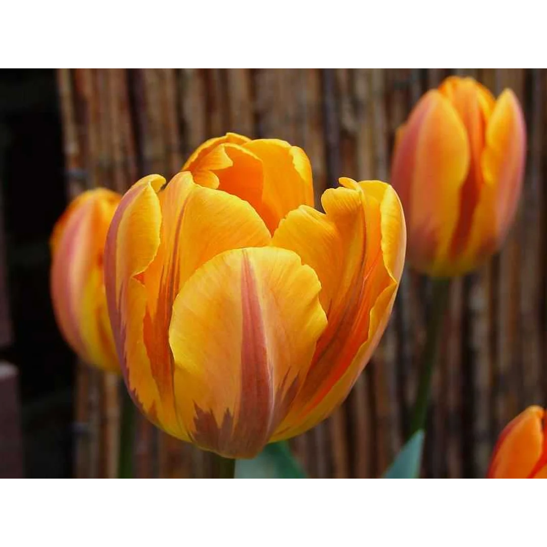 Tulipa Prinses Margiet Tulipan 'Prinses Margiet' 5SZT