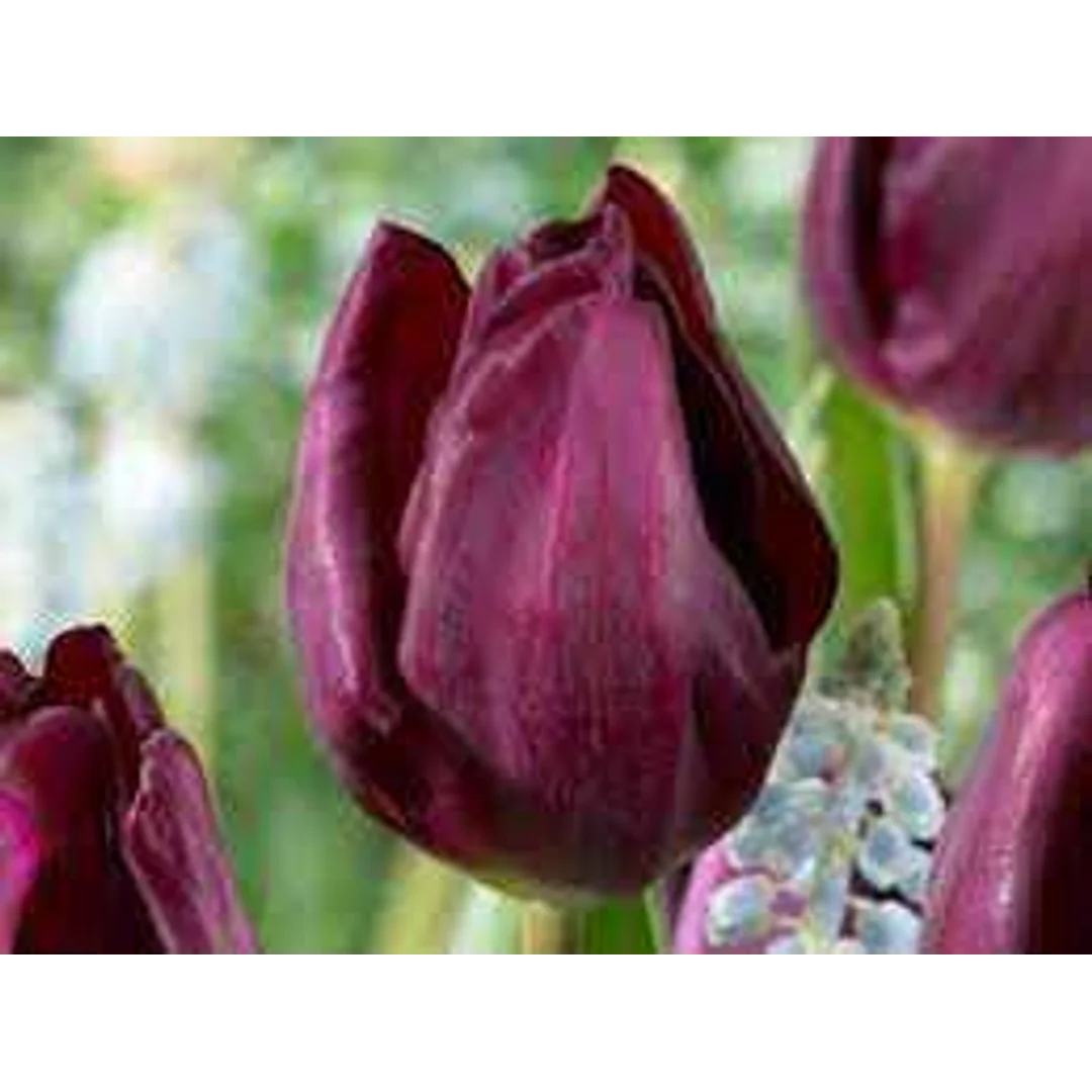 Tulipa Purple Lady Tulipan 'Purple Lady'5SZT