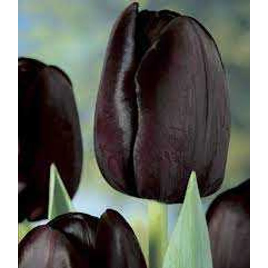 Tulipa Queen of Night Tulipan 'Queen of Night' 5SZT