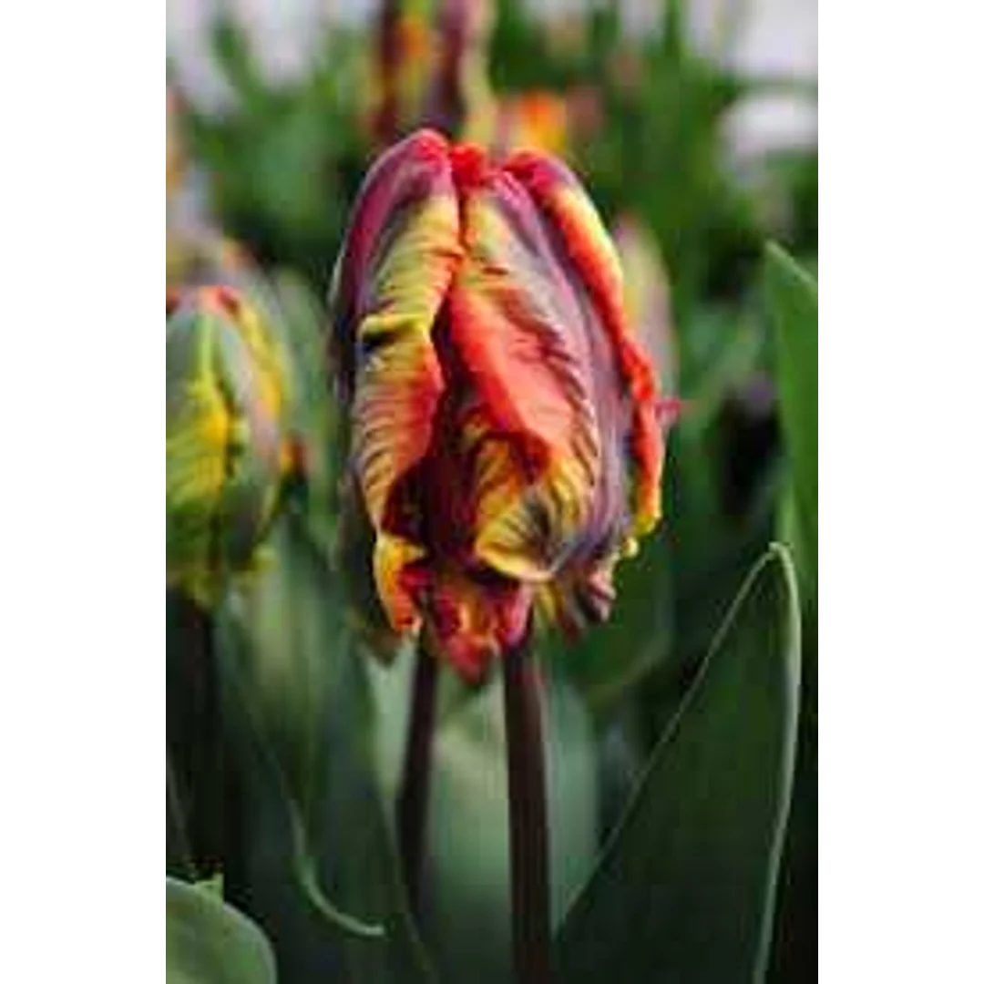 Tulipa Rasta Parrot Tulipan 'Rasta Parrot' 5SZT