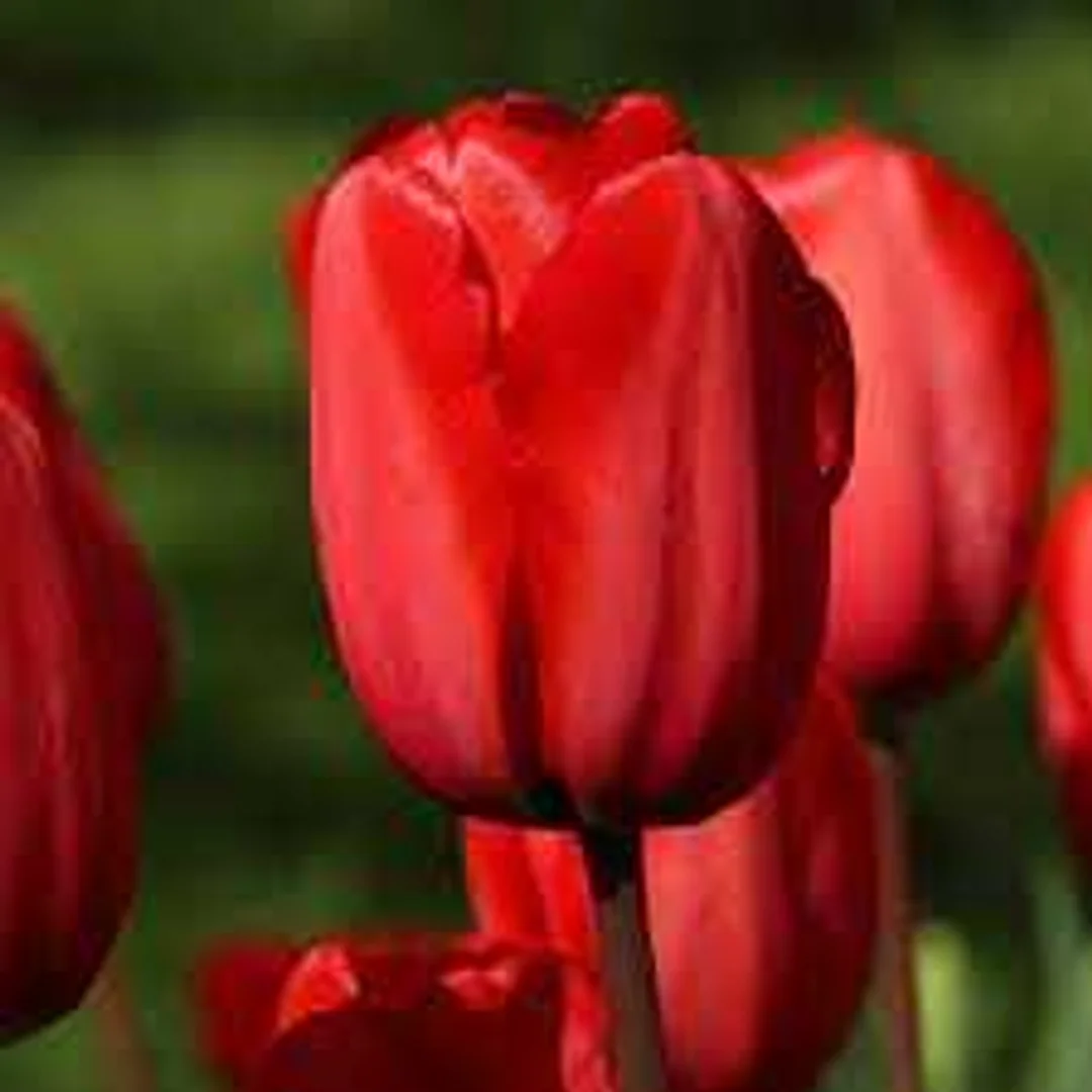 Tulipa Red Impression Tulipan 'Red Impression 5SZT