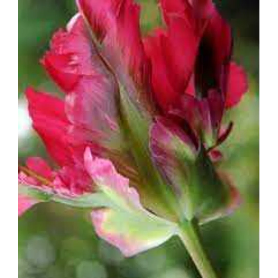 Tulipa Red Wave Tulipan 'Red Wave' 5SZT