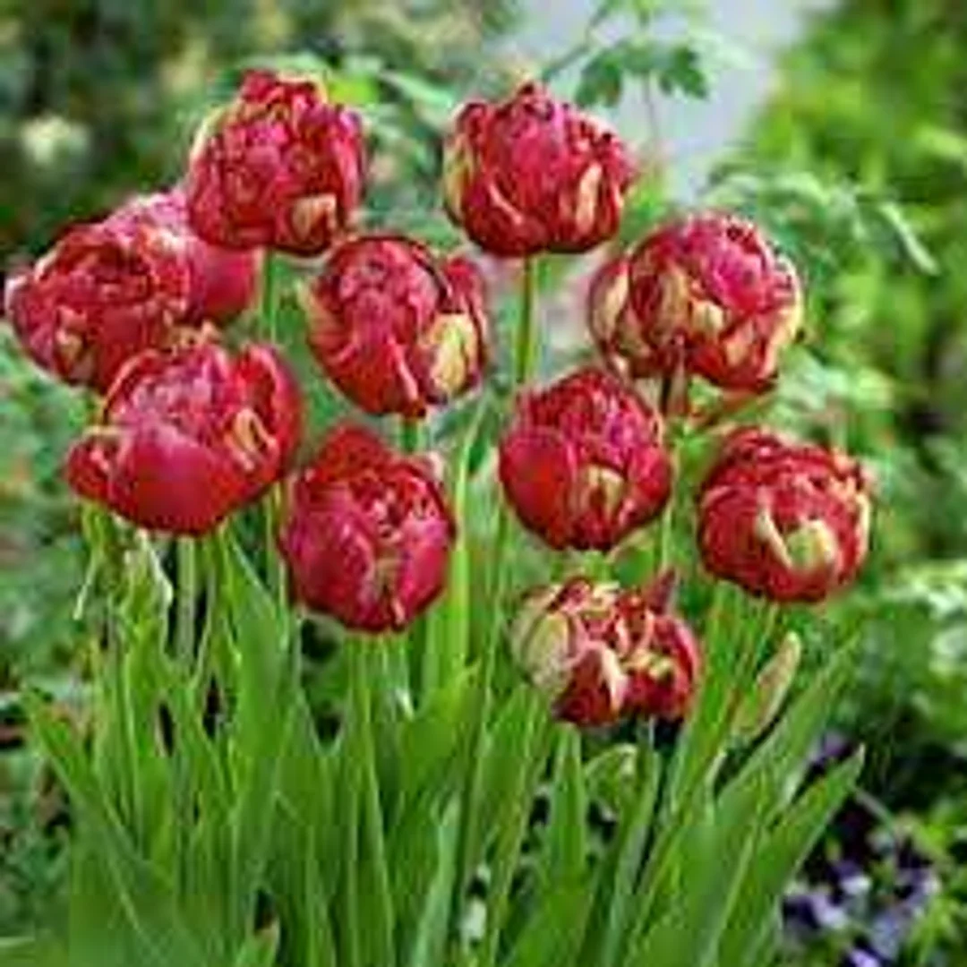Tulipa Renown Unique Tulipan 'Renown Unique' 5SZT
