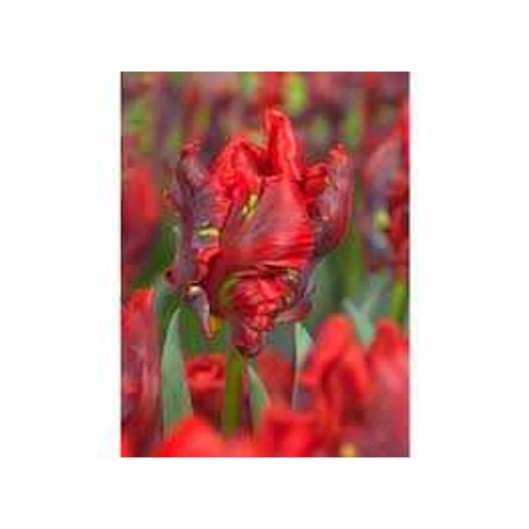 Tulipa Rococo Tulipan 'Rococo 5SZT