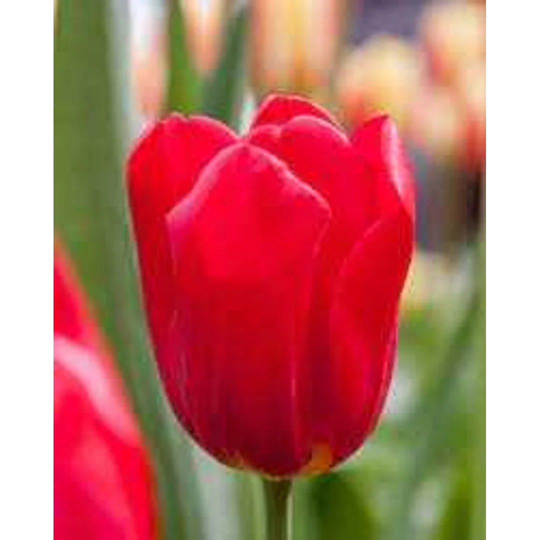 Tulipa Seadov Tulipan 'Seadov' 5SZT