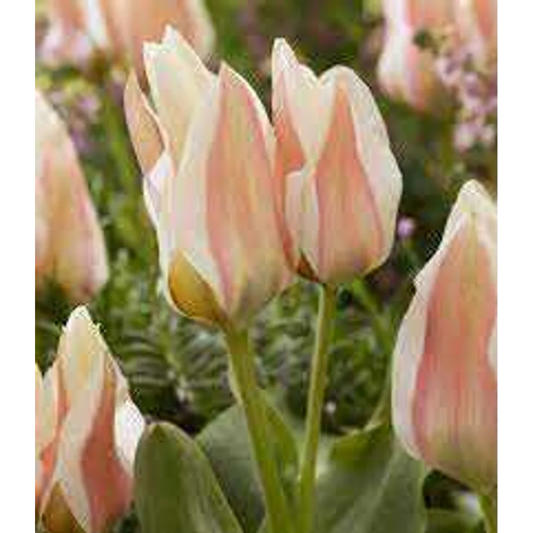Tulipa Serano Tulipan 'Serano'5SZT