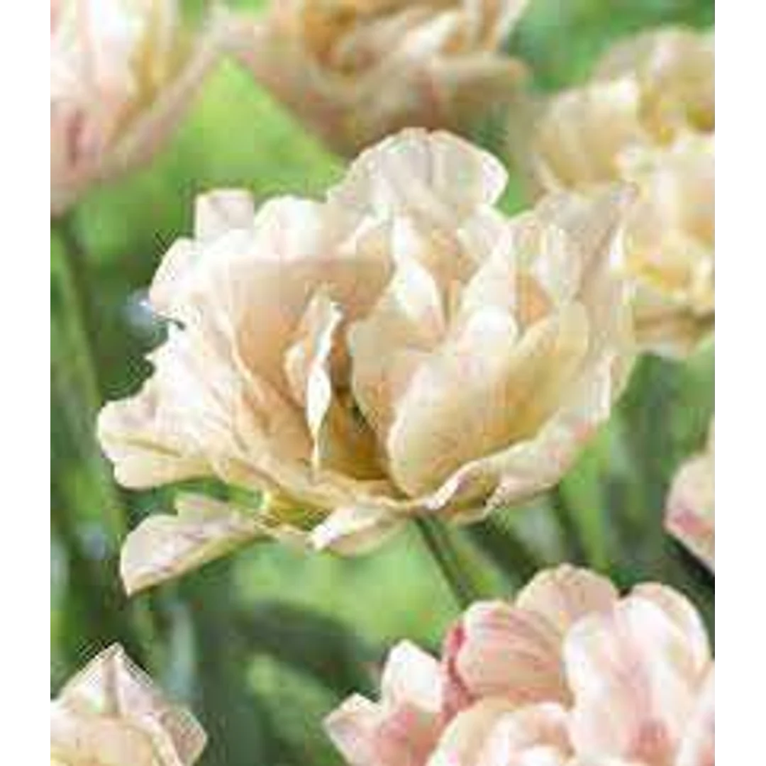 Tulipa Silk Road Tulipan 'Silk Road' 5SZT