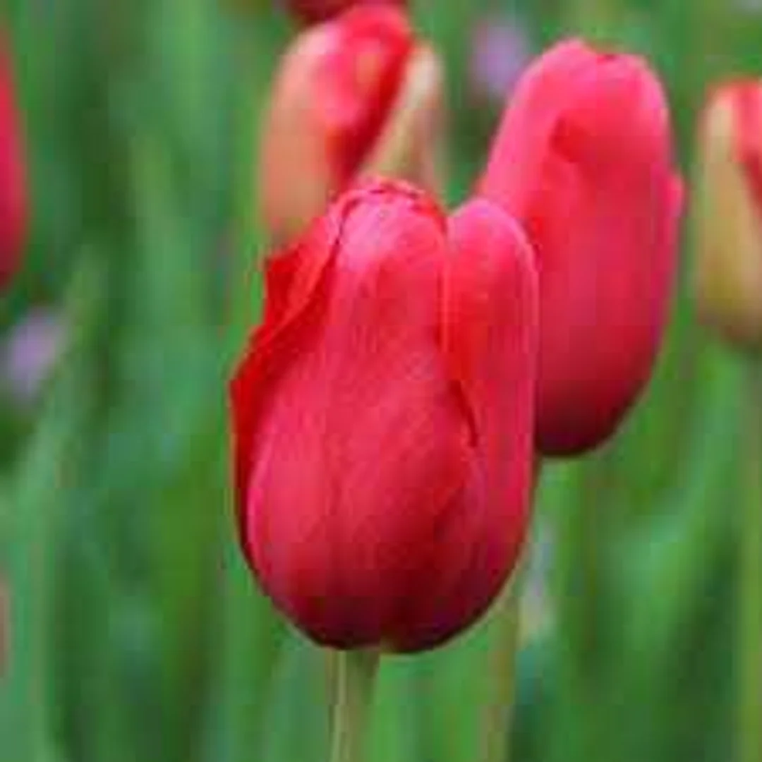 Tulipa Sky High Scarlet Tulipan 'Sky High Scarlet'5SZT
