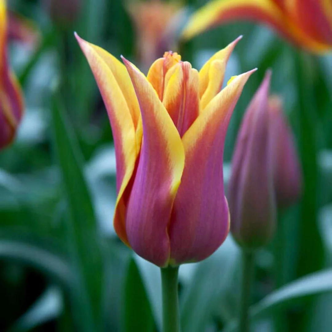 Tulipa Sonnet Tulipan 'Sonnet' 5SZT
