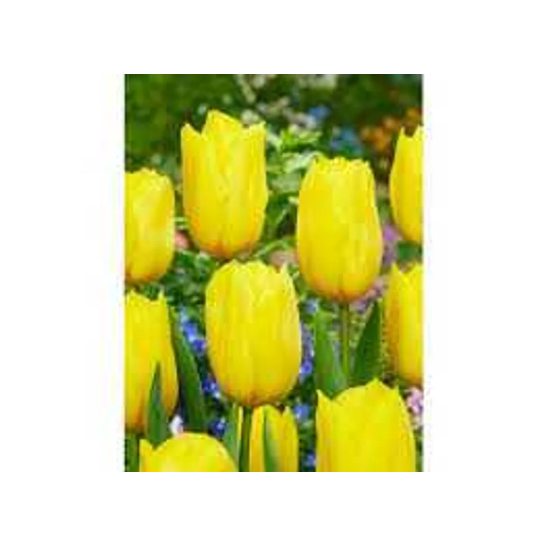 Tulipa Strong Gold Tulipan 'Strong Gold 5SZT