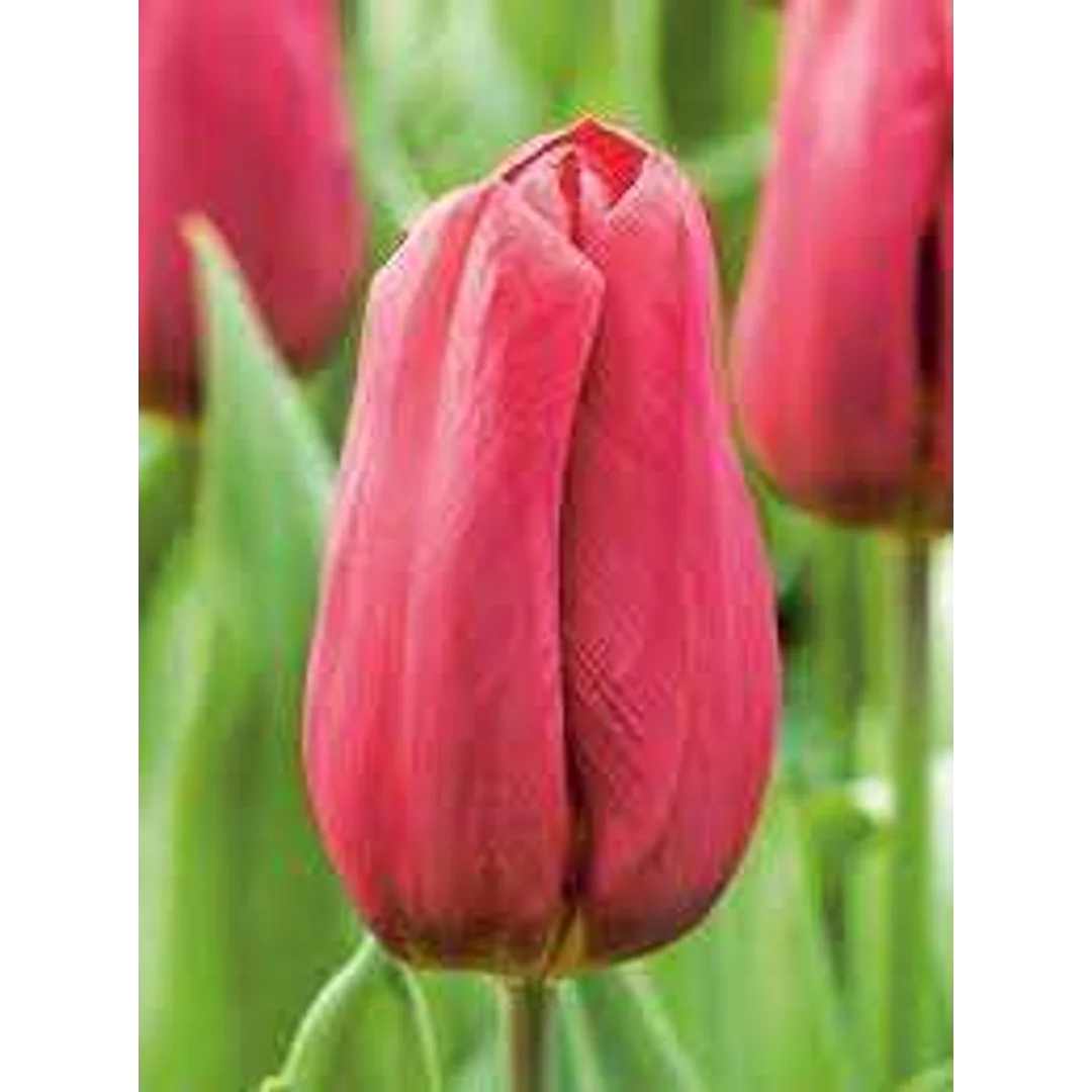 Tulipa Strong Love Tulipan 'Strong Love 5SZT