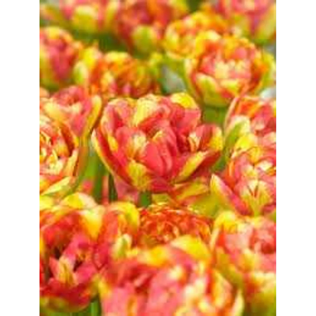 Tulipa Sundowner Tulipan 'Sundowner' 5SZT