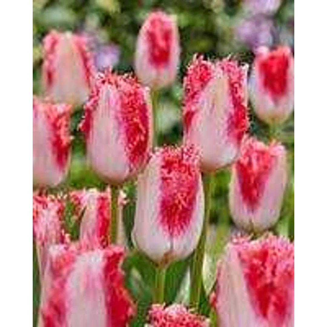 Tulipa Sweet Simone Tulipan 'Sweet Simone' 5SZT