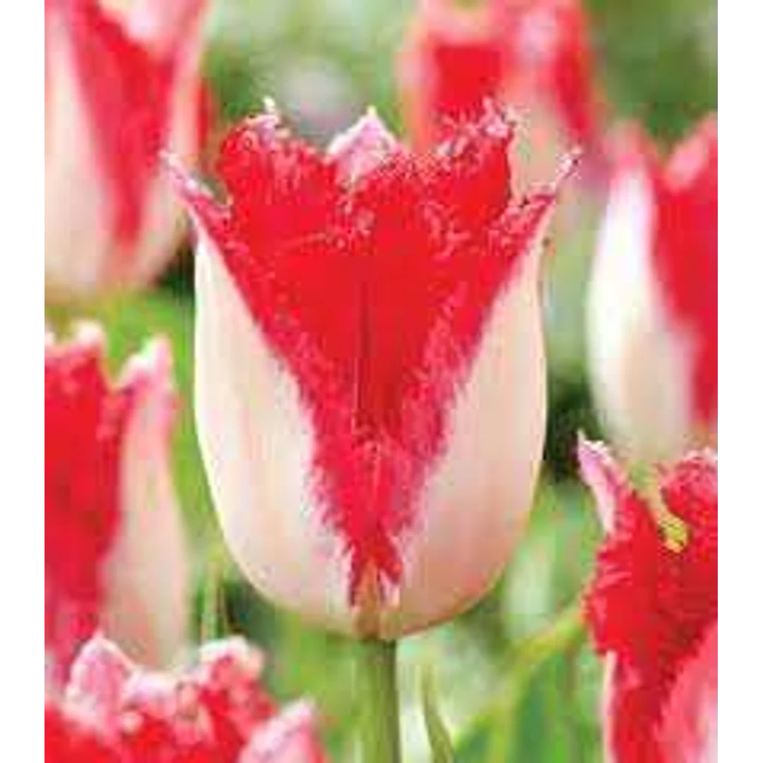 Tulipa Sweets Paradise Tulipan 'Sweets Paradise' 5SZT
